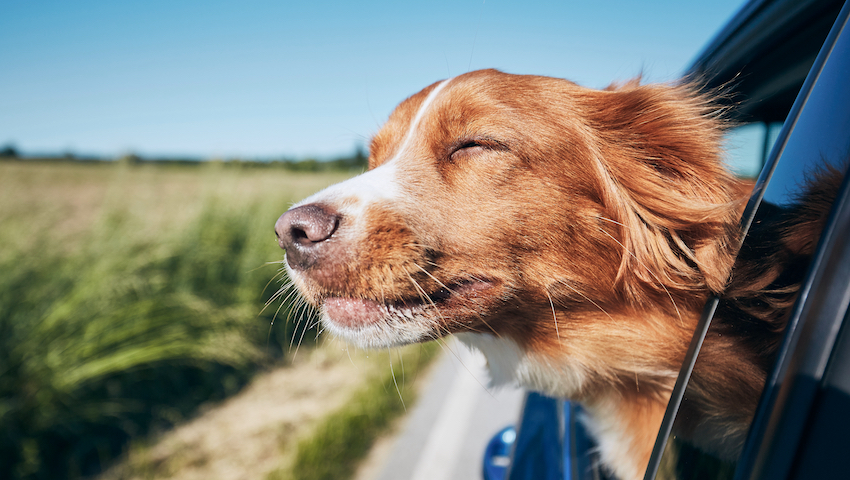 Dog travel by car.